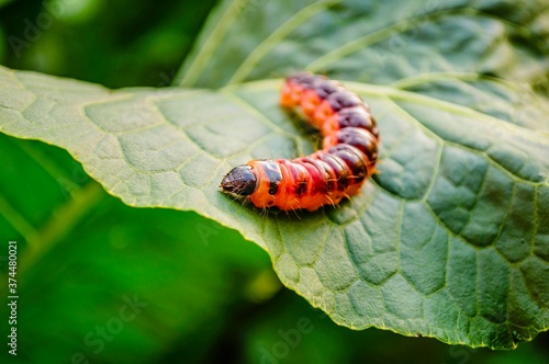 Obraz na płótnie A large red caterpillar of the odorous bark beetle (Latin: Cossus cossus) on a large green leaf
