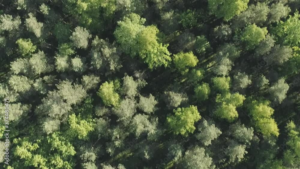 Aerial top view backward flight over mixed forest on a sunny summer day Aerial top view backward flight over mixed forest on a sunny summer day