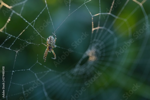 Cross spider, araneus diadematus, sitting on web in summertime morning. Wild insect with long legs resting on net in fresh nature. Safe arachnid hunting in natural habitat.