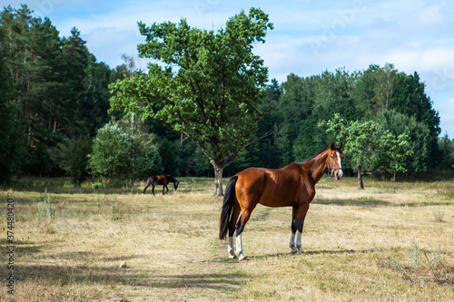 A stunning thoroughbred Bay horse grazing in a meadow in evening sunshine.