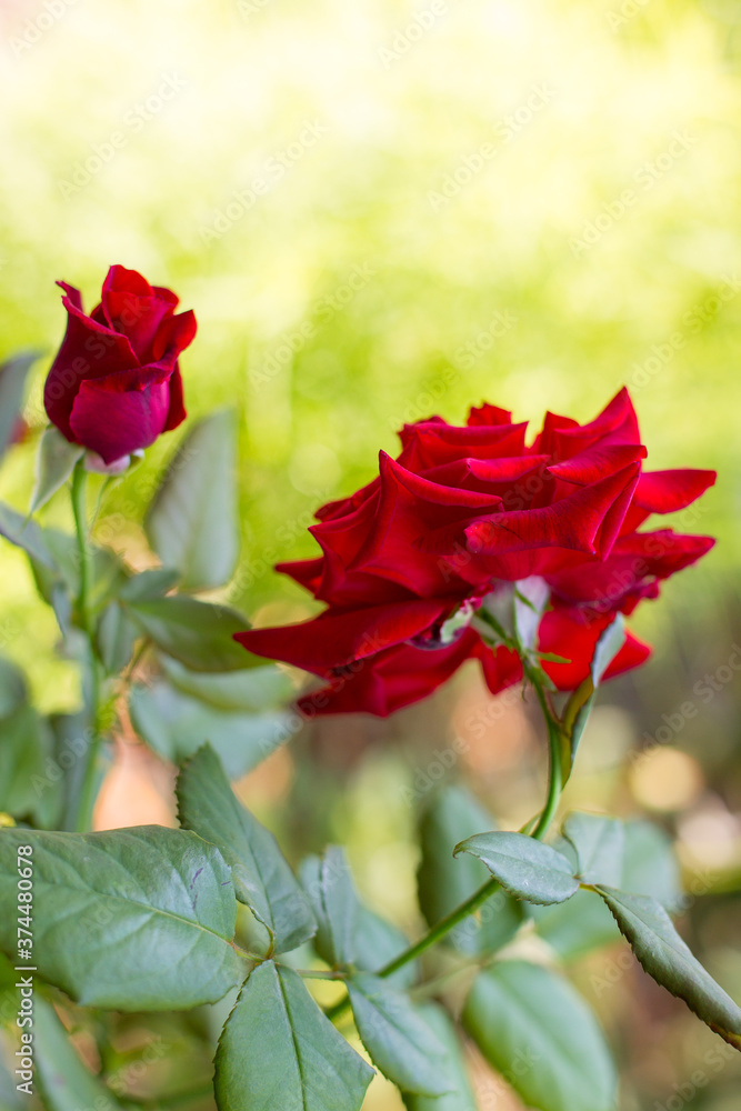 Obraz premium Beautiful red roses in the garden on blurred background. Selective soft focus. As floral background for your art project