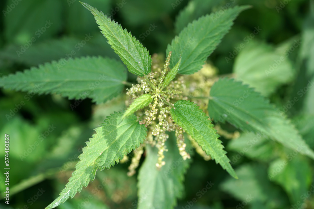 close up of hemp leaves close up of hemp leaves