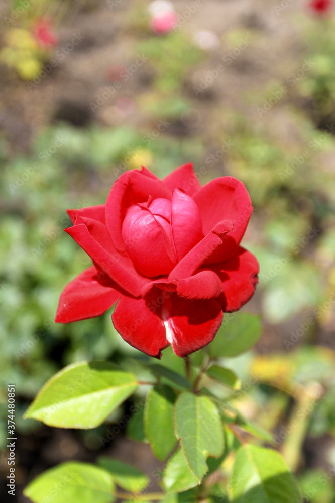 Beautiful red roses in the garden on blurred background. Selective soft focus. As floral background for your art project Beautiful red roses in the garden on blurred background. Selective soft focus. As floral background for your art project