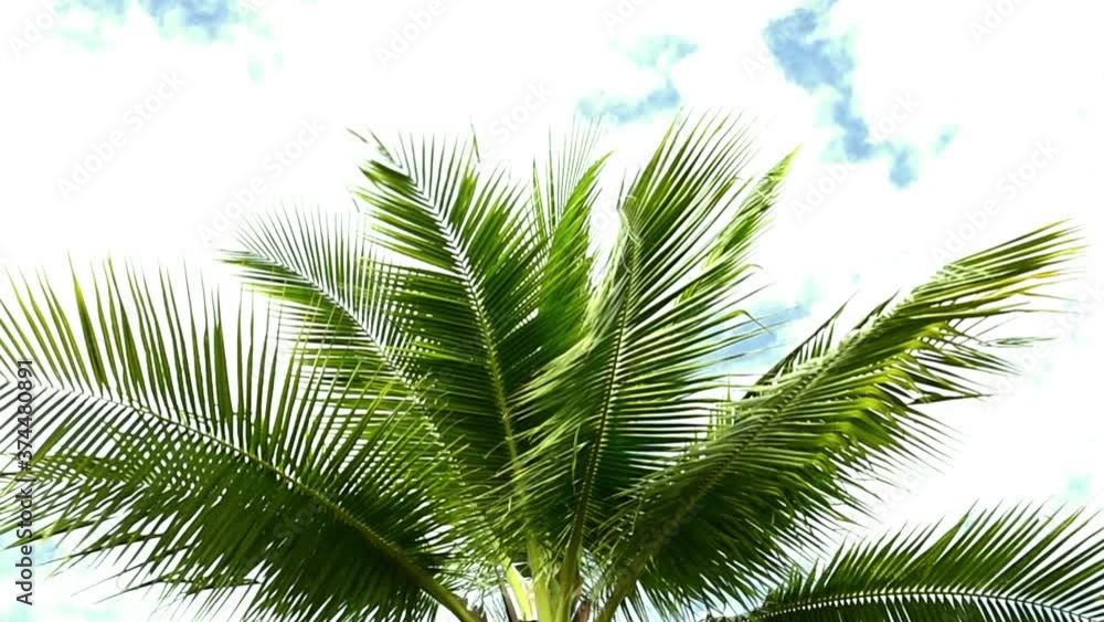 Detail of palm trees green leaf in the wind for summer background ,relax and vacation holiday summer concept
Detail of palm trees green leaf in the wind for summer background ,relax and vacation holiday summer concept