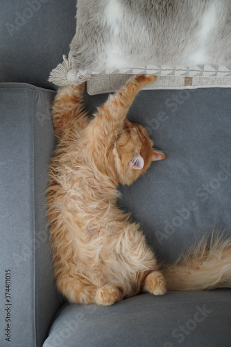ソファで寝る猫（マンチカン） © T.Hashimo