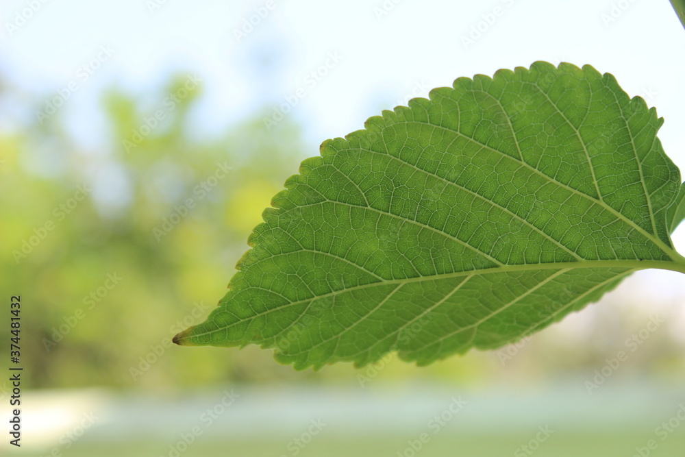 fresh green leaves fresh green leaves