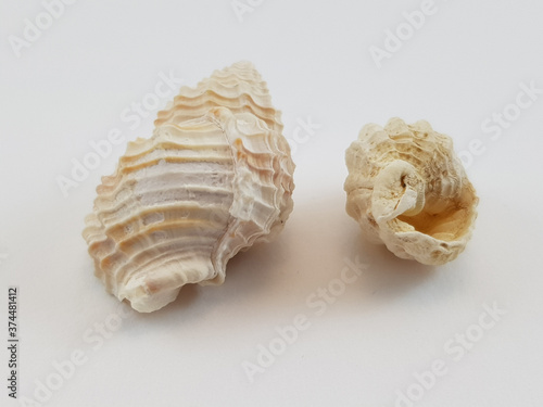 Conch shell or seashell Cancellaria Cancellata of the gastropod family belonging to the class Cancellaridae on white background