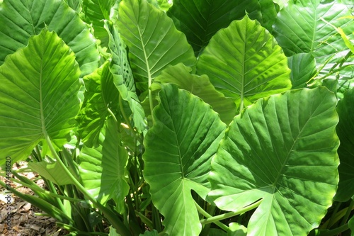 Green alocasia leaves background in Florida zoological garden  closeup
