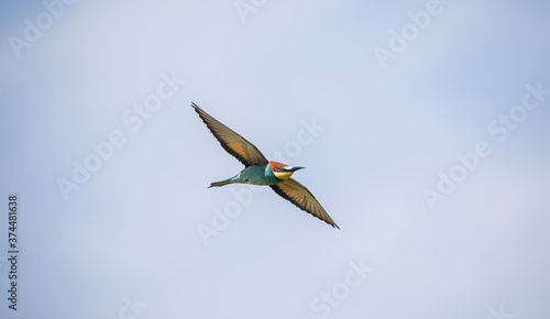 European bee-eaters flies across the sky in pairs