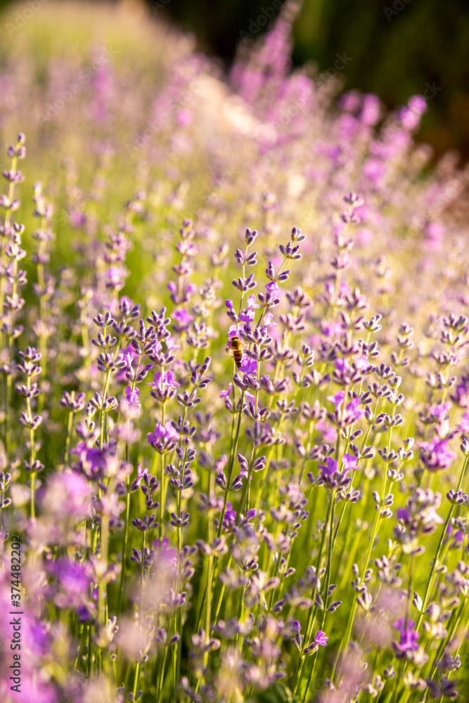 Naklejka premium Lavender bushes closeup on sunset. Detail of blossoming lavender fields.