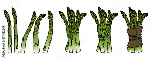 Vector illustration. Hand drawn sprouts and bunch of asparagus isolated on white background.