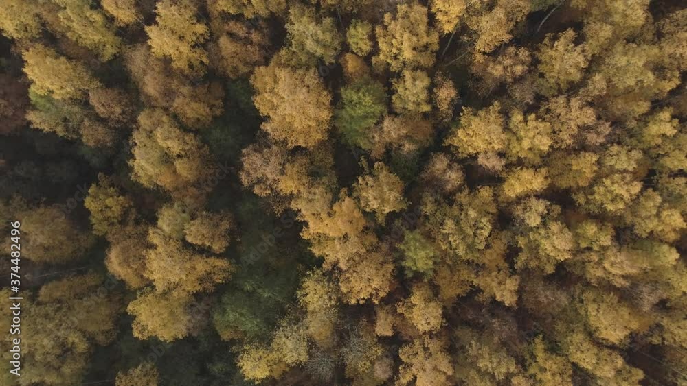 Aerial top view spin shot over field and autumn forest in the morning Aerial top view spin shot over field and autumn forest in the morning