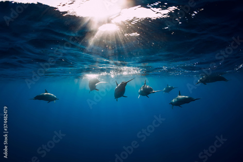 Family of Spinner dolphins in tropical ocean with sunlight. Dolphins swim in underwater