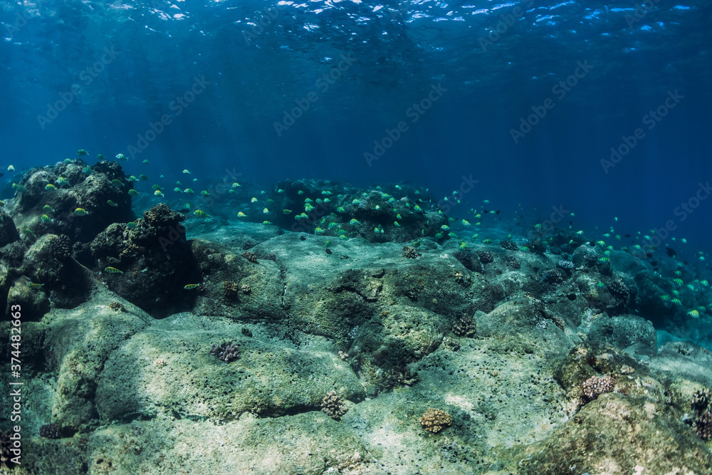 Underwater view with bottom of stones and fish.