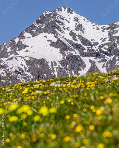 A flowery meadow in the Italian mountains above the town of Madesimo, Italy - June 2020.