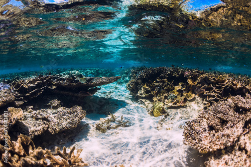 Underwater scene with corals and school of fish in tropical ocean