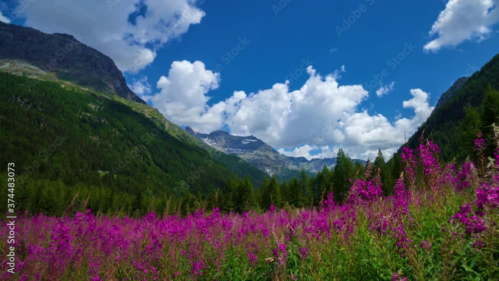 Hyperlapse - Fantastic landscape in the italian Alps.
Gorgeous purple flowers in the foreground and the wind that moves the clouds in the blue sky.
Valtellina Sondrio Italy 4K