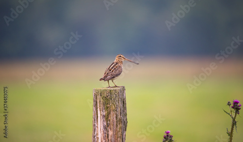 The Common Snipe Gallinago gallinago looking for food in the meadow and flies and sits on wooden poles photo