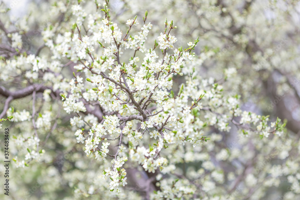 Blossoming plum tree in the spring Blossoming plum tree in the spring