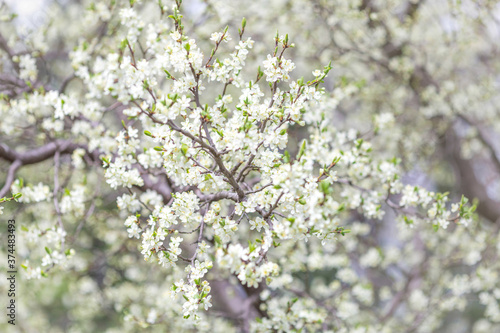 Blossoming plum tree in the spring