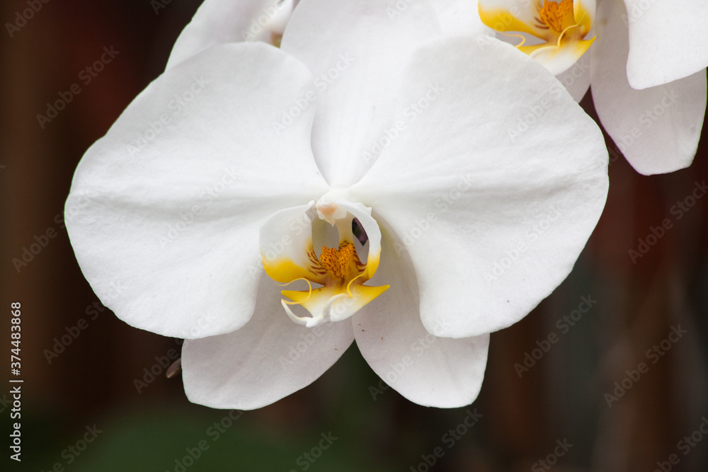 Obraz premium Beautiful white orchid with a yellow center