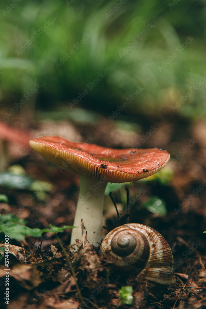 Wild mushroom in the forest, natural food, summer harvest. Wallpaper, natural background, beautiful photo with soft focus and tinting. Wild mushroom in the forest, natural food, summer harvest. Wallpaper, natural background, beautiful photo with soft focus and tinting.