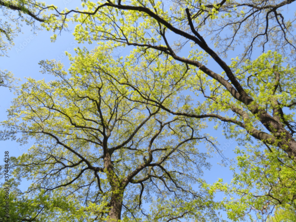Defocused image of trees in spring against the sky Defocused image of trees in spring against the sky