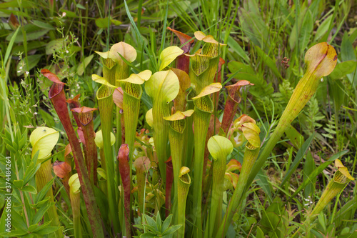 Yellow and red pitcher plants photo