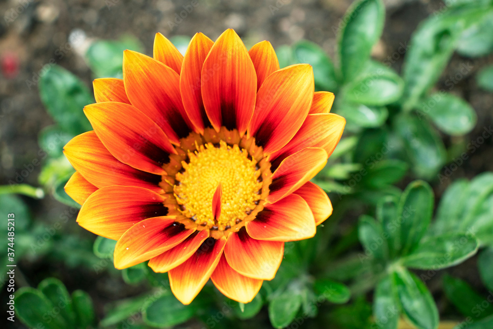 Gazania Orange flower in the garden Gazania Orange flower in the garden