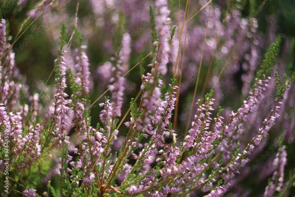 A close up of a flower