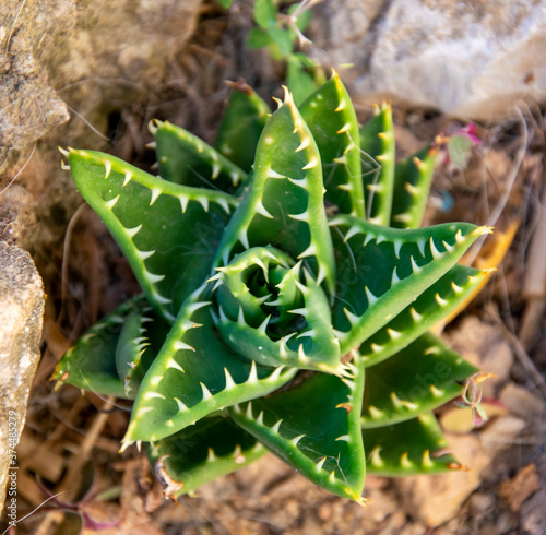 Fotografi Cactus de pequeño tamaño que se protege de los devoradores con afiladas púas