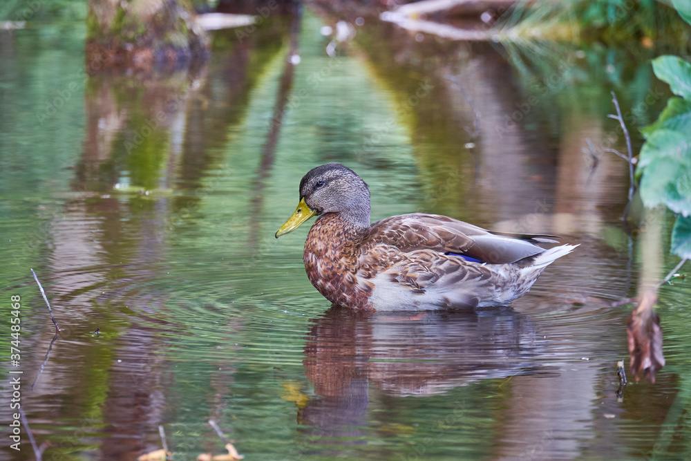 Duck is swimming in a pond. Reflection of the trees and duck in the water Duck is swimming in a pond. Reflection of the trees and duck in the water