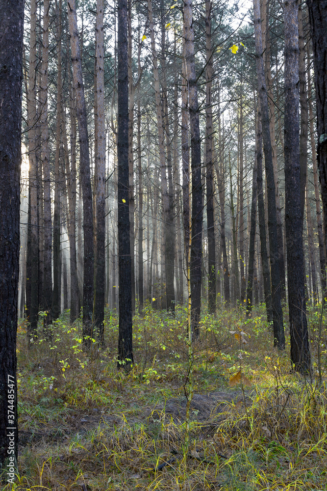 Sun rays breaking through trees in a pine forest. Autumn. Dawn.