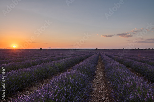lavender fields of brihuega, Spain