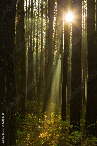 Sun rays breaking through trees in a pine forest. Autumn. Dawn.