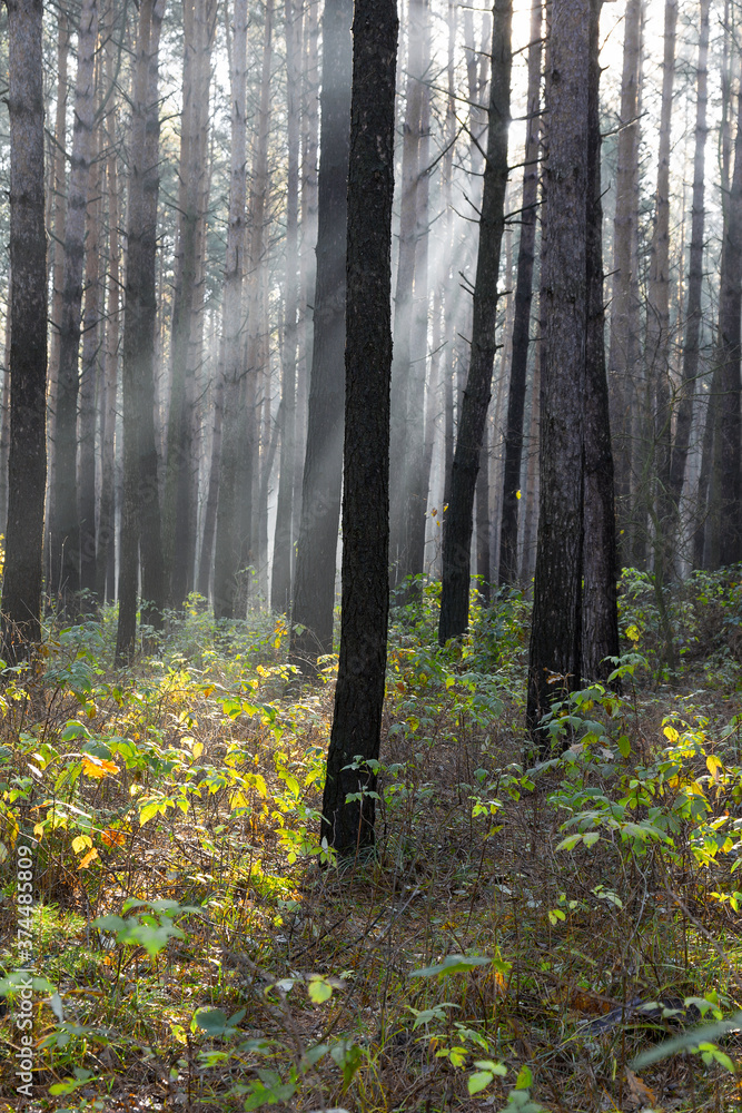 Fototapeta premium Sun rays breaking through trees in a pine forest. Autumn. Dawn.