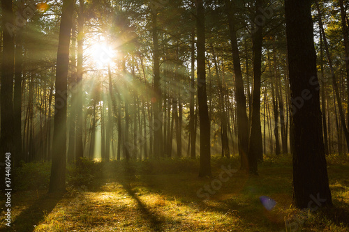 Fototapeta Naklejka Na Ścianę i Meble -  Sun rays breaking through trees in a pine forest. Autumn. Dawn.
