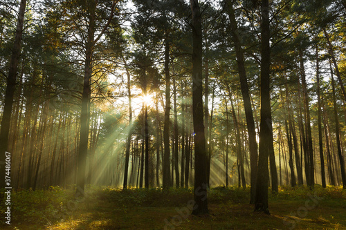 Sun rays breaking through trees in a pine forest. Autumn. Dawn.