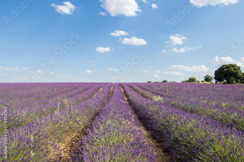 ciolorful fields of lavender in brihuega, spain