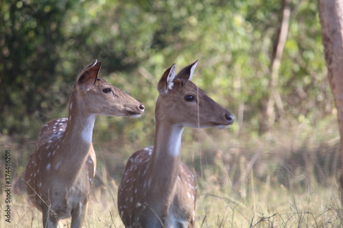 deer in the woods