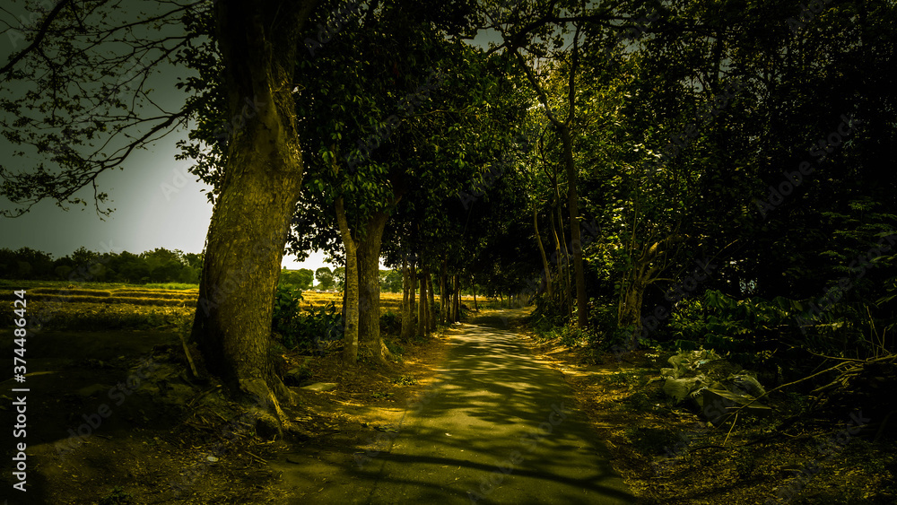 Naklejka premium morning in the woods