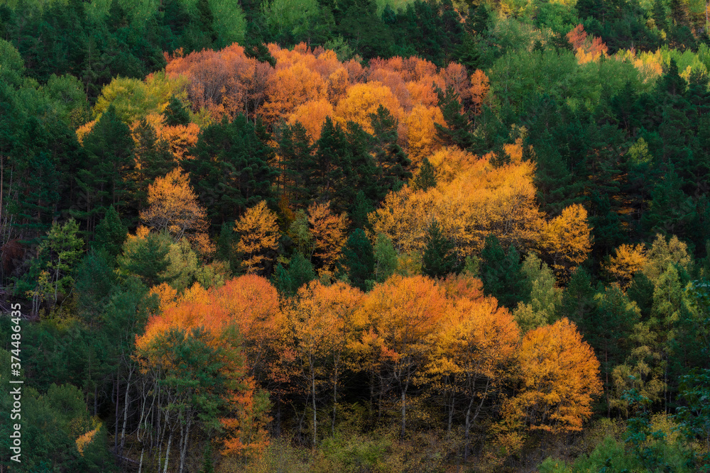 Fototapeta premium Otoño en el bosque