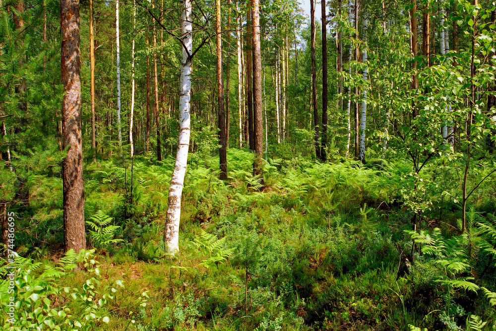 Obraz premium Meshchera, Meshchera national Park. Mixed forest. Vladimir region.
