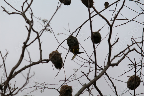 bird on a branch