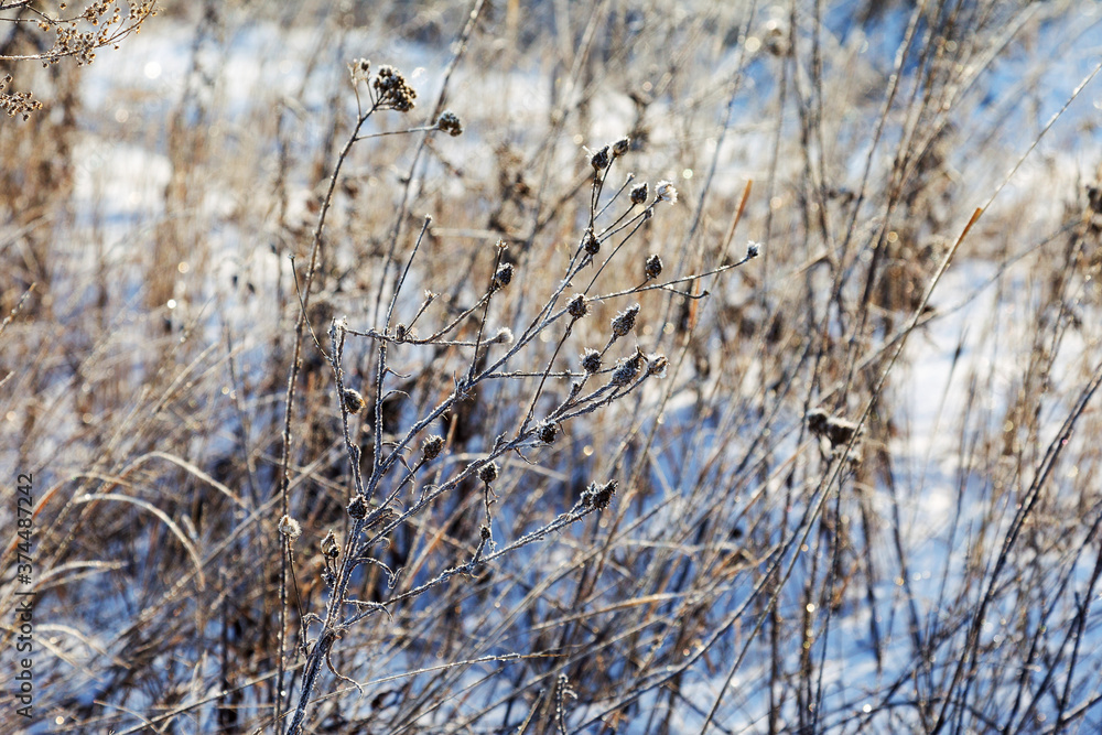 Ice-covered grass on a snow-covered field. Plants in frost, nature background. Winter landscape, scene Ice-covered grass on a snow-covered field. Plants in frost, nature background. Winter landscape, scene
