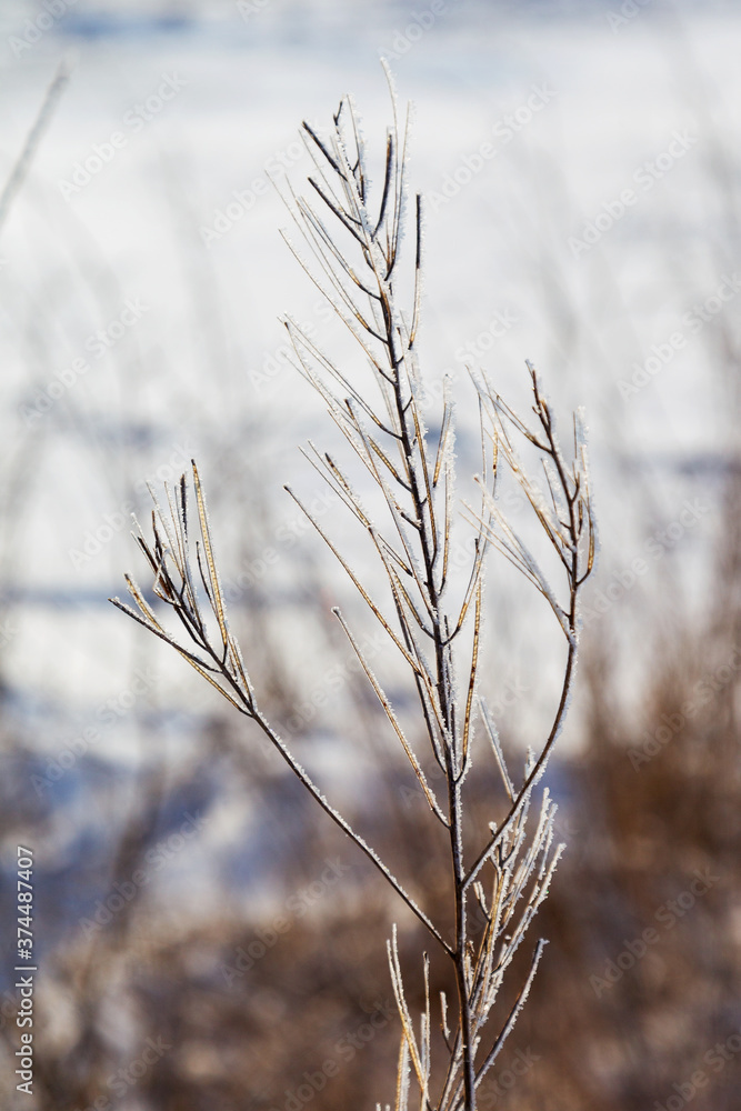 Ice-covered grass on a snow-covered field. Plants in frost, nature background. Winter landscape, scene Ice-covered grass on a snow-covered field. Plants in frost, nature background. Winter landscape, scene