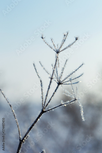 Ice-covered grass on a snow-covered field. Plants in frost  nature background. Winter landscape  scene