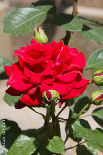 Beautiful red roses in the garden on blurred background. Selective soft focus. As floral background for your art project