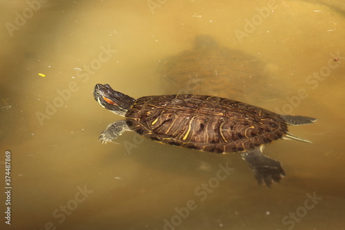 turtle in the water