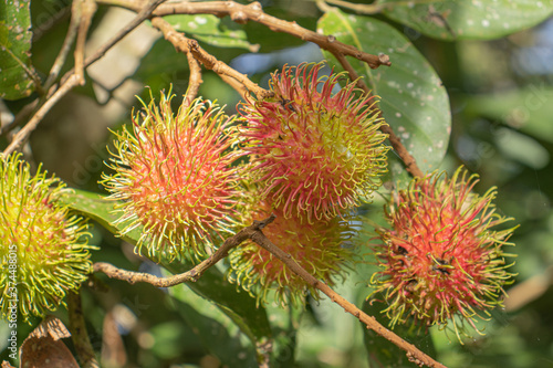 rambutan on tree in graden